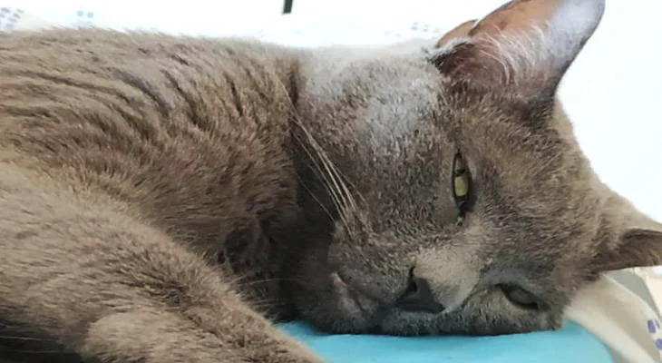 Necesidades básicas de tu mascota Necesidades básicas de tu mascota